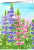 Lupine Watercolor Flowers Pink Purple Blank card