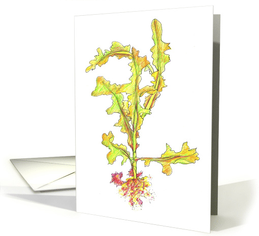 Wild Lettuce Vegetable Art Drawing Blank card (898769)