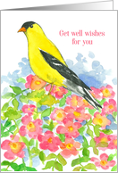 Get Well Wishes Eastern Goldfinch Wildflowers card