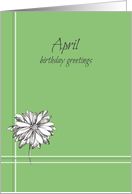 April Birthday Greetings White Daisy Drawing card
