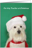 Teacher Christmas Card -- Cute Dog card