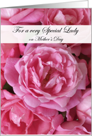 Pink Roses for a Special Lady on Mother’s Day card