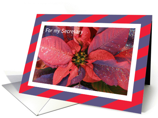 Christmas Secretary Card -- Poinsettia card (313759)