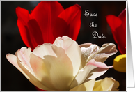 Tulips Save the Date Card