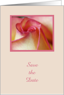 Elegant Rose Wedding Save the Date Card