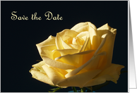 Save the Date Wedding Invitation -- A Single Yellow Rose card