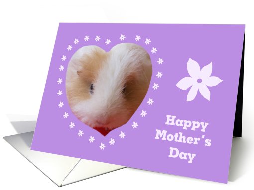 Mothers Day from Pet -- Guinea Pig card (415831)