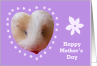 Mothers Day from Pet -- Guinea Pig Card