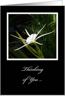 Sympathy Thinking of You Card