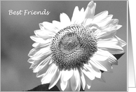 Best Friends Bridesmaid Card -- Black and White Mammoth Sunflower card