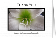 Sympathy Thank You Card -- Amaryllis in White card