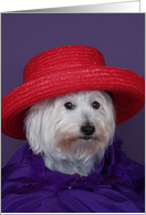 Red Hat Birthday Card -- All decked out in red and purple card