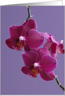 14th Anniversary Card -- Orchids card