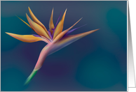 bird of paradise card