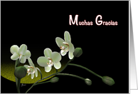 Muchas Gracias spanish Thank You Orchids flower card white orchid card