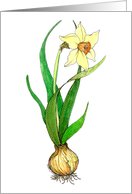 Easter Botanical Daffodil with Bulb card