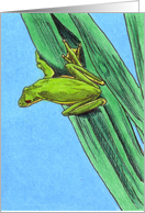 Green Tree Frog card