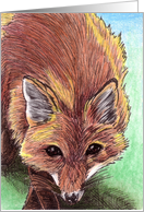 Red Fox card
