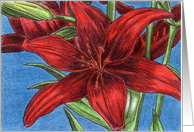 Red Tango Lily card