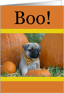 Halloween Pug Puppy...
