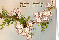 Thank You in Hebrew ~Todah Rabah ~ Fruit Tree Blossoms card