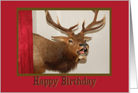 Animal Head Mount Birthday card