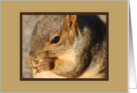 Squirrel card