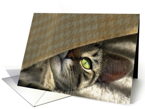 I Spy A Kitty Cat! card (236249)