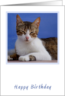 Greek Cat Birthday Card