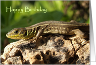 Lizard Birthday Card