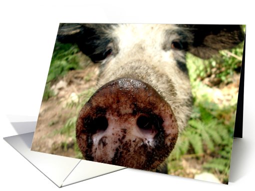 I Forgive You - Dirty Pig Nose card (784007)
