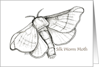 Silkworm Moth, black & white. card