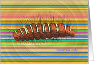 Seirarctia echo Caterpillar Striped Card