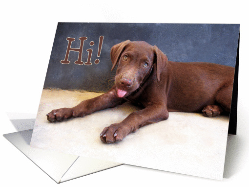 Hi Doggie card (1101040)