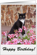Cat and Flowers Birthday Card