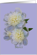 Thank You, French, Merci, White Peony Flowers card