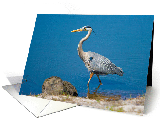 Great Blue Heron Wading Blank card (105741)