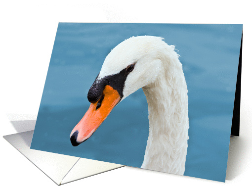 Mute Swan Portrait Blank card (106504)