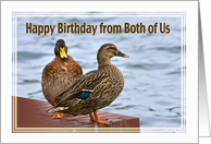 Birthday, From Both of Us, Mallard Ducks card