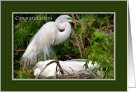 Congratulations on Expecting Baby, NestingGreat Egret Birds card