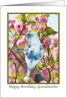Grandmother’s Birthday with Bird and Flowers card