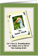 Granddaughter’s Birthday, Humor, Cattle Egret Bird card