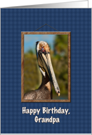 Birthday, Grandpa, Brown Pelican card