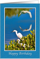 Birthday, Egret Birds on Blue Water card