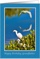 Birthday, Grandfather, Egret Birds card
