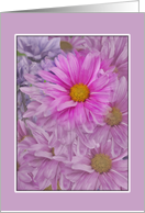 Gerbera Daisies, Pink and Lavender, Blank Note card