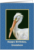 Birthday, Grandson, White Pelican Bird card