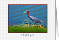 Thank You, Little Blue Heron card