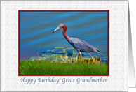 Birthday, Great Grandmother, Little Blue Heron card