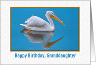 Birthday, Granddaughter, White Pelican card